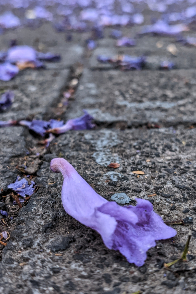 jacaranda